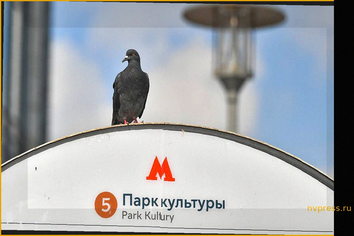 Изменения в работе Московского транспорта: Станция «Парк культуры» Кольцевой линии будет закрыта для входа по будням в часы пик